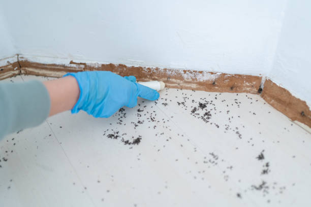 Best Local Pest Control Services  in New Franklin, OH